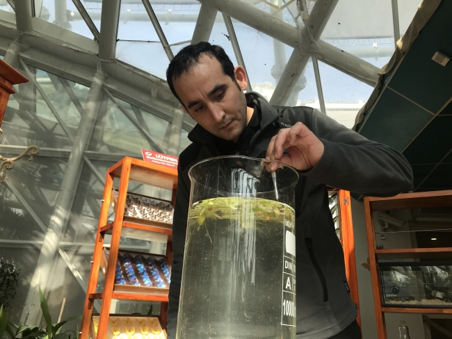 NASA'nın oksijen deposu bitkileri Konya'da yetiştiriliyor